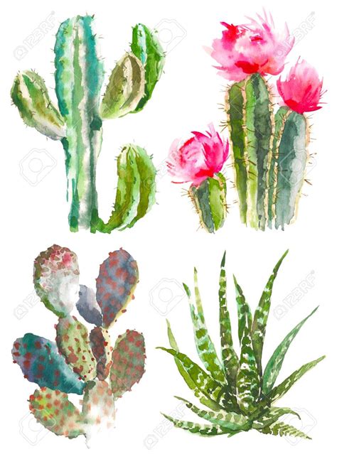 Set Of Watercolor Cactus Succulents And Floral Elements Vintage