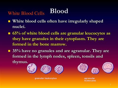 White Blood Cells In Blood
