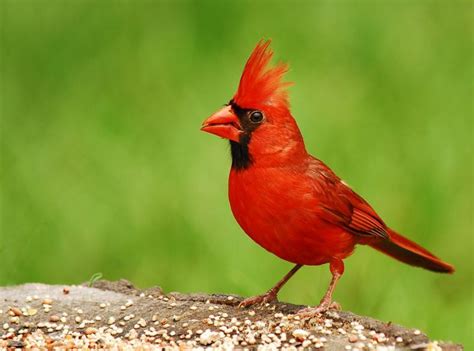 The Story Of Northern Cardinal As West Virginia State Bird Nature
