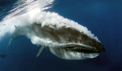 Baleen whales can have streamlined or large bodies, depending on the feeding behavior, and two limbs that are modified into flippers. 10 Species of whales | Top 10s