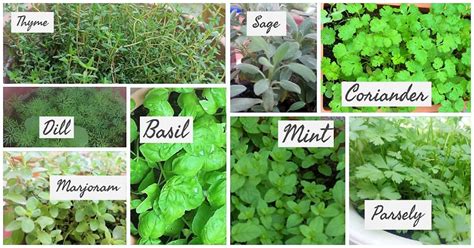 Herbs From Around The World Herbs Used For Flavouring And Garnishing