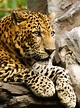 Leopard – Wikipedia