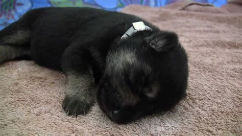 Six Day Old German Shepherd Puppies At The Seeing Eye Youtube