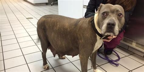 People Find Pregnant Pit Bull Shut Inside A Dumpster The Dodo