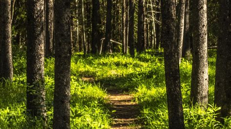 Path Between Green Plants Bushes Grass Trees In Forest Background Hd