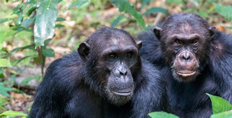 Chimpanzee Trekking Tanzania Journeys By Design