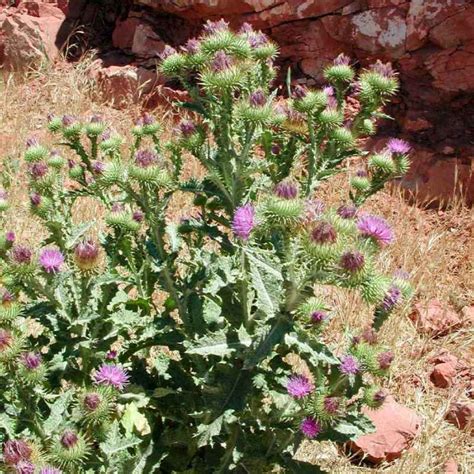 Scotch Thistle — Northern Arizona Invasive Plants