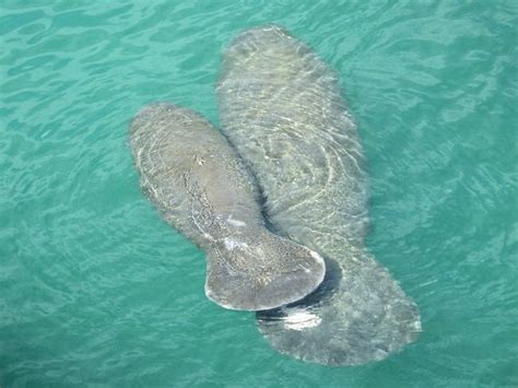 10 Manatee Facts You Didnt Know