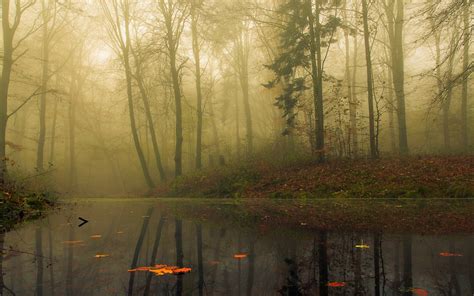 Fog Lake Forest Autumn Nature Beauty Mist Landscape Wallpapers