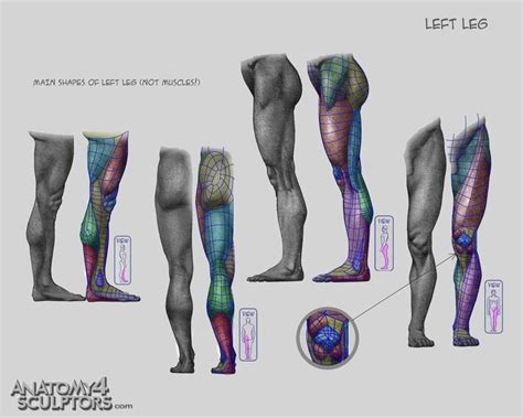 Shapes Of Left Leg Anatomy For Sculptors Zbrush Anatomy Man Anatomy