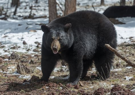 Black Bear Myths And Legends