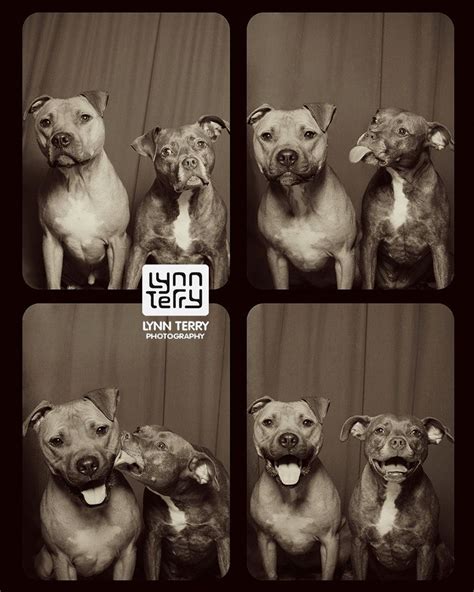 2 Pit Bulls Went Into A Photo Booth Emerged As Stars Who Broke Down