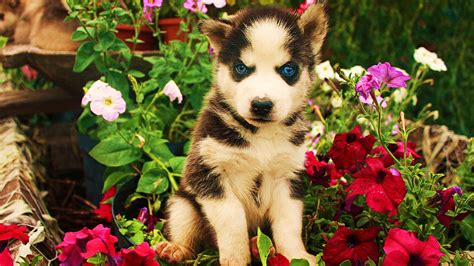 Et vu que les la couleur bleu des yeux doit être récessive et bien c'est plus rare Belle aux yeux bleus chiot Husky sibérien. Télécharger ...