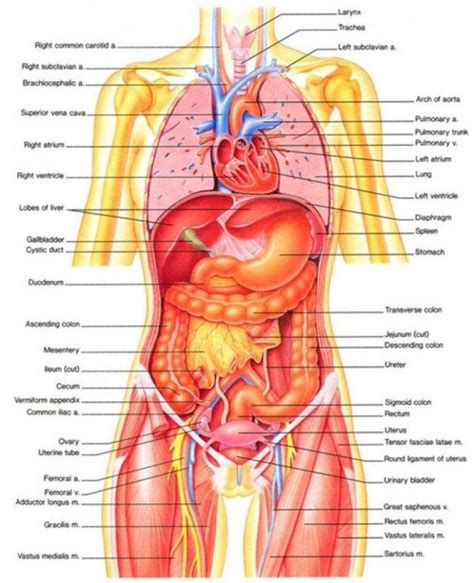 Human Anatomy Picture Organs Female Human Body Diagram Of Organs See