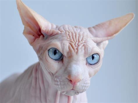 20 Things Only Sphynx Cat Owners Will Understand