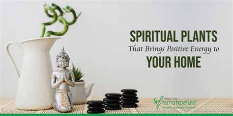 9 Best Spiritual Plants That Will Bring Positive Energy To Your Home