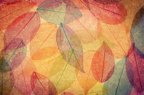 Wallpaper Foliage Autumn Leaves Transparent Abstract