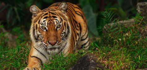 New Study Confirms The Importance Of Tiger Population In Thailand