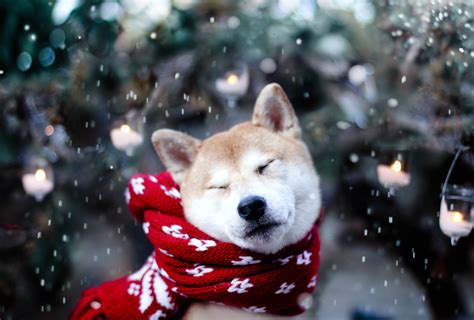 15 Winter Tips For A Happy Dog Inside Dogs World