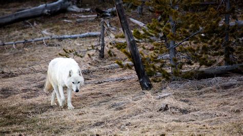Why Wolves Reintroduction Into Yellowstone Hasnt Restored Ecosystem