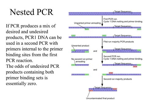 The collected material is analyzed in our laboratory. PPT - Amplification of DNA using the Polymerase Chain ...