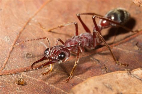 Giant Bull Ant Inch Ant Myrmecia Brevinoda Australia Flickr