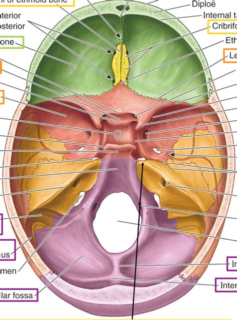 Bony Features Of Skull Internal View Diagram Quizlet