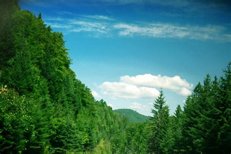 Free Images Green Cloud Tree Blue White Background Sky Natural