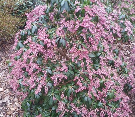 Pieris Japonica Katsura Farmyard Nurseries