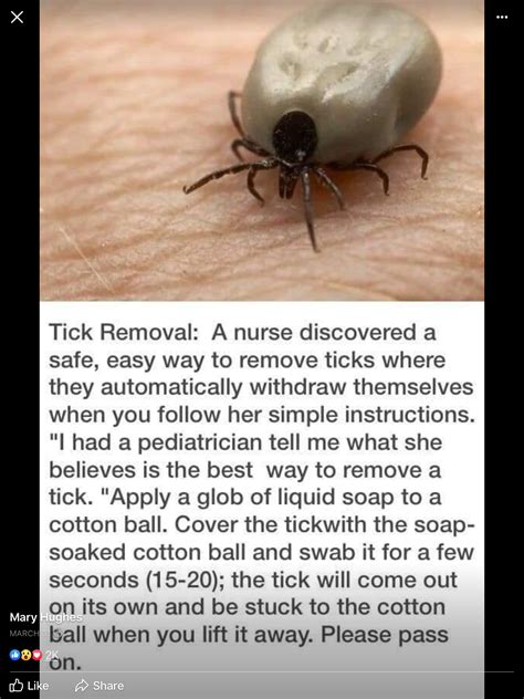 Tick Removal Safe And Easy Tick Removal How To Apply Cotton Ball