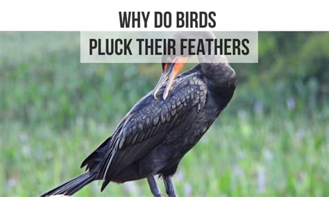 Why Do Birds Pluck Their Feathers And How To Stop It