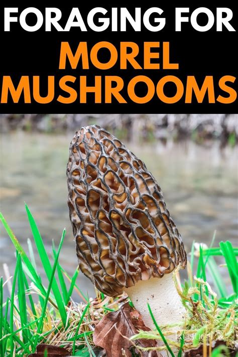 Foraging For Morels Garden Mushrooms Wild Edibles Stuffed Mushrooms