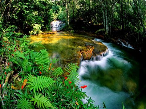 1 2 3 … 286 next ». Jungle Falls Wallpaper and Background Image | 1600x1200 ...