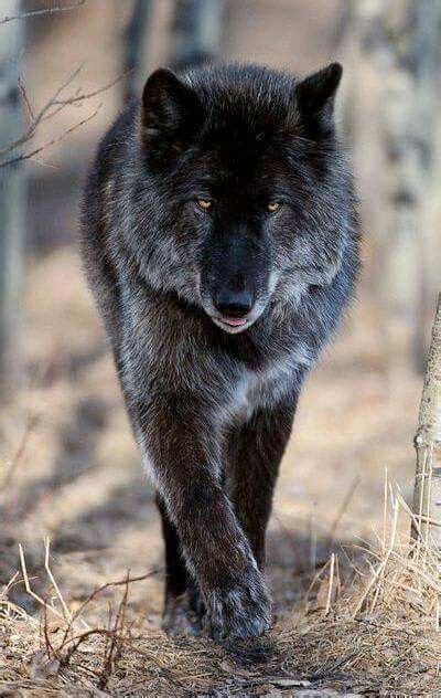 Love Wolves Beautiful Wolves Animals Wild Cute Animals