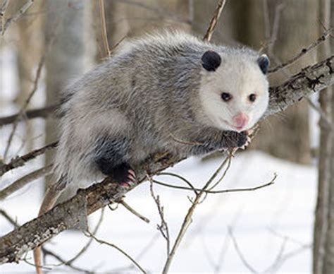 How Did The Opossum Become A North American Marsupial