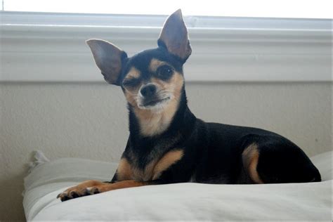 Winking Black And Tan Chihuahua Cute Chihuahua Chihuahua Love