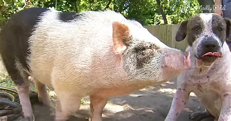 Unlikely Dog And Pig Duo Got Lost But Their Trip Home Is The Story