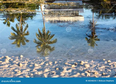 Palm Tree Reflection In Saltwater Stock Image Image Of Asia Tropical
