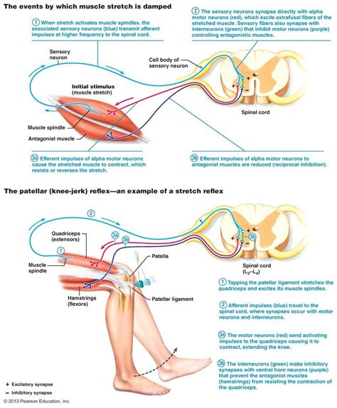 Proprioception And Types Of Reflexes Physiology Teaching Biology