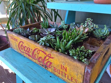 Vintage Gardening Succulent Planter In An Old Coke
