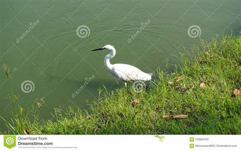 White Bird On Water At The Public Park Stock Image Image Of