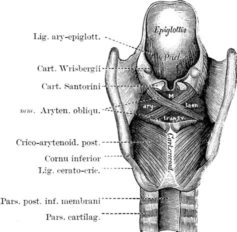 Larynx Seen From Behind Clipart Etc