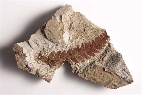 Fossils Help Scientists Build A Picture Of The Past—and Present Smithsonian Insider Fossils
