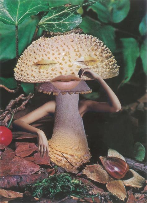 Mushrooms The Art Design And Future Of Fungi Celebrates The Rich
