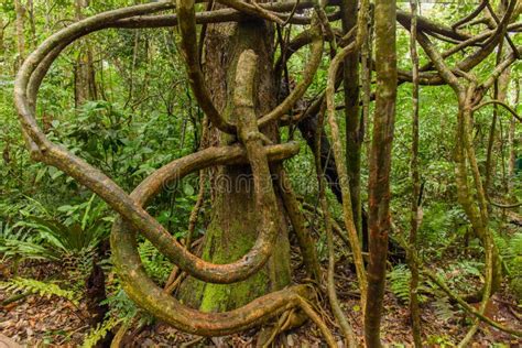 Tangled Lianas In The Tropical Forest Stock Photo Image Of Root