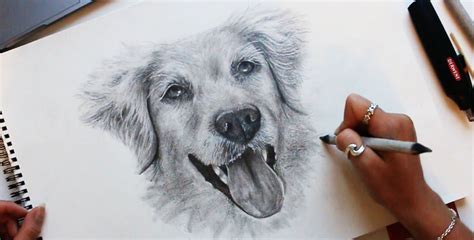 How To Draw Realistic Pet Portraits Dogs Clarice Greening Skillshare