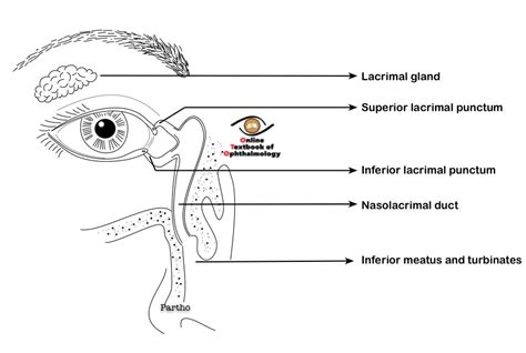 Lacrimal Apparatus Eye Anatomy