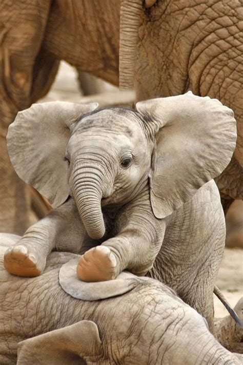 A Very Cute Elephant Baby 9 Photos With Other Cute Animals Cute