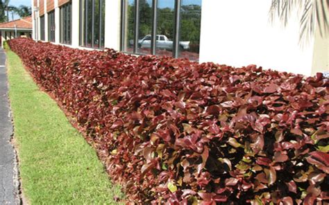› best hedge plants for florida. COPPERLEAF DRAWF SHRUB FOR SALE NORTH FORT MYERS