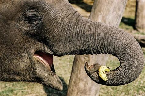 Elephant Trunks Are Very Dexterous Because They Are So Wrinkly New